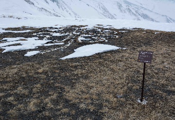 Арт объект Клевер