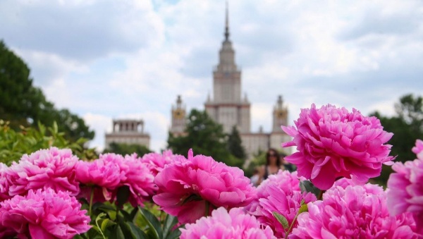 Реставраторы начали капитальный ремонт и реставрацию шпиля главного здания Московского государственного университета на Воробьевых горах в Москве. Сегодня специалисты зачищают металлоконструкции и готовятся к изготовлению новых цветных стекол, а архитекторы "АСМ Групп" оперативно готовят проект реставрации шпиля.

Здание МГУ является самым высоким из всех сталинских высоток. Длина шпиля составляет 58 метров, что примерно равно 16-этажному дому.