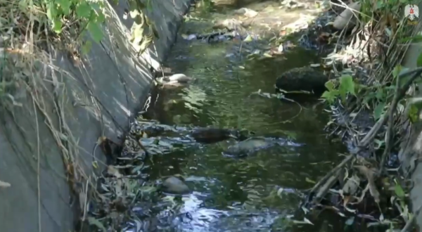 В Назрани остановили незаконный слив нечистот.

Жители улицы Победа пожаловались на неприятный запах, и власти сразу взялись за дело. Благодаря региональному ЦУР, жалоба быстро дошла до администрации города, и уже сегодня специалисты нашли виновных.

По распоряжению мэра Назрани Руслана Оздоева, команда под руководством главы ЦАО Ахмеда Шутурова провела рейд по нескольким адресам. 

В домах, где обнаружили незаконные трубы для слива нечистот в ливневый канал, их сразу демонтировали. 