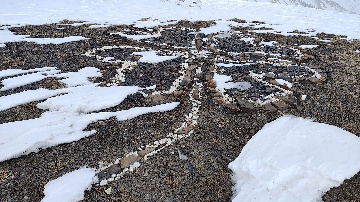 Арт объект Клевер