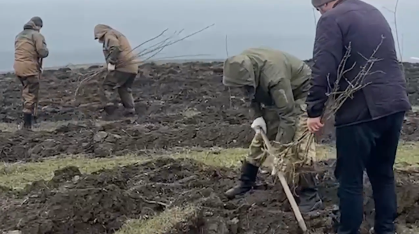 В Назрановском и Сунженском районах высадили более 70 тысяч саженцев ясеня. 

Мероприятия прошли в рамках нацпроекта «Экологическое благополучие», инициированного Президентом России.

Лесовосстановление охватило 35 гектаров. При посадке использовались современные технологии, что повышает приживаемость растений и их устойчивость.

Такая работа помогает сохранять природу и формировать комфортную среду для жизни.