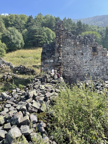 Кокки