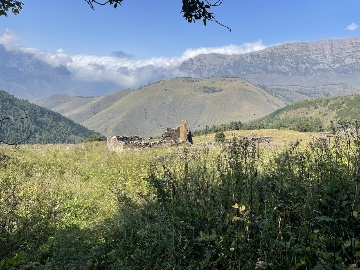 Кокки