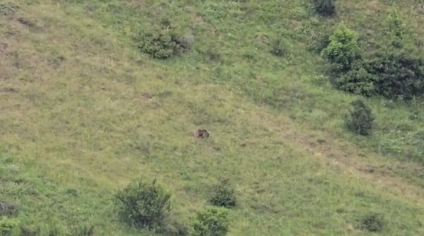 Все чаще в этом году специалисты "АСМ Групп", работая в горах и ущельях горной Ингушетии сталкиваются с дикими животными и особенно с бурыми медведями, которых в этом году особенно много, причем в самых неожиданных местах. 