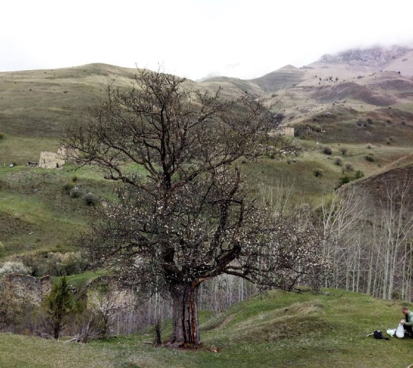 A wild pear from the Republic of Ingushetia is once again a contender for the title of the country's main tree.

In the Dzheyrakh District, near the village of Lyazhgi, at an altitude of 850 meters above sea level, grows a unique common pear. It is 216 years old.

Nearby tower complexes dating from the 13th to 15th centuries make this tree rightfully considered a living witness to Ingushetia's history.

The pear is included in the National Register of Old-Growth Trees of Russia and is designated a living natural monument.

Voting for the country's main tree will continue until August 1.